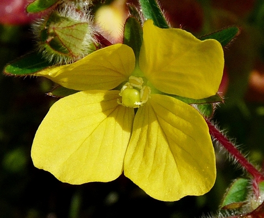 {Ludwigia hirtella}